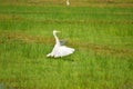 White heron landing Royalty Free Stock Photo