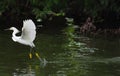 White Heron Lifting Off