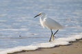 White heron or Little egret, or Egretta garzetta, walking on the beach Royalty Free Stock Photo