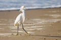 White heron or Little egret, or Egretta garzetta, walking on the beach Royalty Free Stock Photo