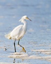 White heron or Little egret, or Egretta garzetta, walking on the beach Royalty Free Stock Photo