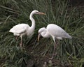 White Heron bird Stock Photos. Image. Portrait. Picture. Love birds. Couple. Courtship. Foliage background. Interaction