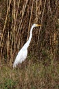 White heron in marsh vegetation