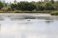 White heron in the middle of the lake /