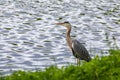 White Heron Near lake