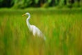 White heron on paddy field with blurred background