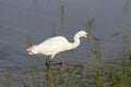 The White Heron preys on prey. NgoroNgoro, Tanzania