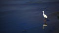 White Heron in Samosir Island, Toba Lake, North Sumatra, Indonesia Royalty Free Stock Photo