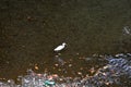 white heron in the river Royalty Free Stock Photo