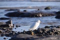 White Heron at Beach on Rocks Royalty Free Stock Photo