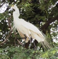 White heron sitting on a tamarind tree and looking at the meeting with love wings up