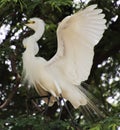 White heron sitting on a tamarind tree and looking at the meeting with love wings up