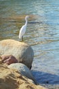White heron on the stone on a sea shore Royalty Free Stock Photo