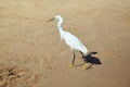 White heron on the stone on a sea shore Royalty Free Stock Photo