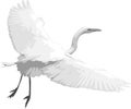 White Heron Taking Flight Royalty Free Stock Photo