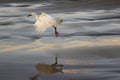 A white heron taking flight from the wet sand of the beach.