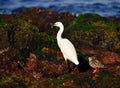 White heron and turnstone