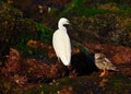 White heron and turnstone