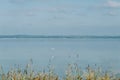 A white heron wader hern is flying above the lake