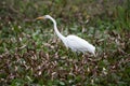 White heron in the swamp Royalty Free Stock Photo