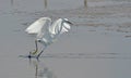 White heron walking Royalty Free Stock Photo