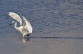 White heron walking on lake Royalty Free Stock Photo