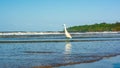 White heron walking on the sea coast Royalty Free Stock Photo