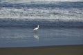 A white heron walks along the water line on the beach. Mancora, Peru Royalty Free Stock Photo