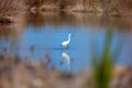 White heron in the water Royalty Free Stock Photo