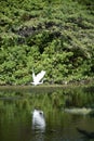 White Heron With Wings Spread in Flight at Bird Sanctuary Royalty Free Stock Photo