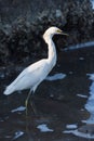 White heron (Ardea Alba) in the Tampamachoco Lagoon in Tuxpan, Veracruz, Mexico