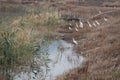 White Herons Birds over a Lake