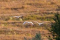 White herons in flight Royalty Free Stock Photo