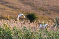 White herons in flight Royalty Free Stock Photo