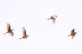 White herons flying. Blurred photo with birds in motion. Beautiful birds flying