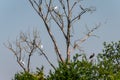 white herons The great egret and black storks in the crown of a tree in the Czech Republic Royalty Free Stock Photo