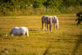 White Herons having a good time with horses