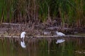 White herons in lake Royalty Free Stock Photo