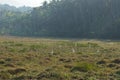 White herons on paddy field morning hunting