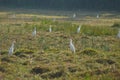 White herons on paddy field morning hunting