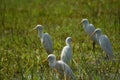 White herons on paddy field relaxing