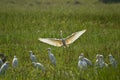 White herons on paddy field relaxing