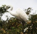 White herons sitting on a tamarind tree Royalty Free Stock Photo