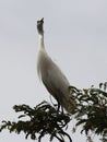 White herons sitting on a tamarind tree Royalty Free Stock Photo