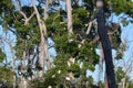 White herons on the tree, in Dominican republic Royalty Free Stock Photo