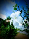 White hibiscu Royalty Free Stock Photo