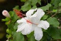 A white Hibiscus