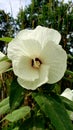 White hibiscus backroads OK Royalty Free Stock Photo