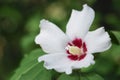 White hibiscus cannabinus