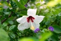 White hibiscus, chinese rose flower